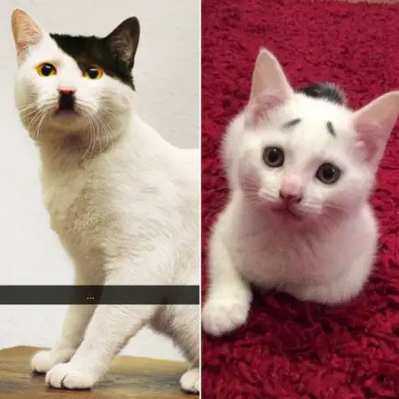 Our feline friends ability to come in such a wide variety of hues and p