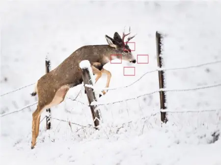 Mastering your autofocus system is one of the most important skills you need to