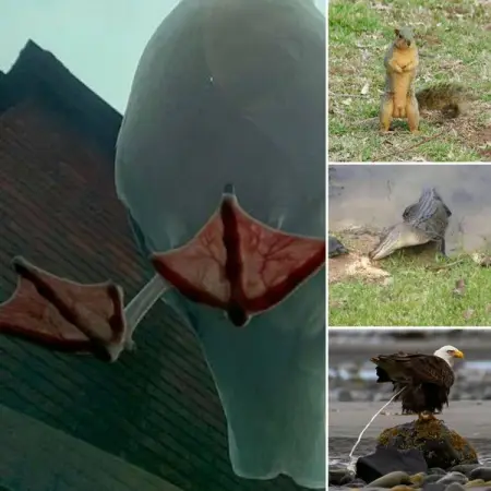 From giant birds to a mouse that bit into a guys pants, to a curious elephant seal pup pe