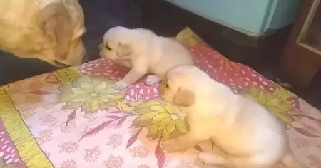 I love the way she looked at the camera like Sorry, this is so embarrassing.
ANIMALCHANNEL