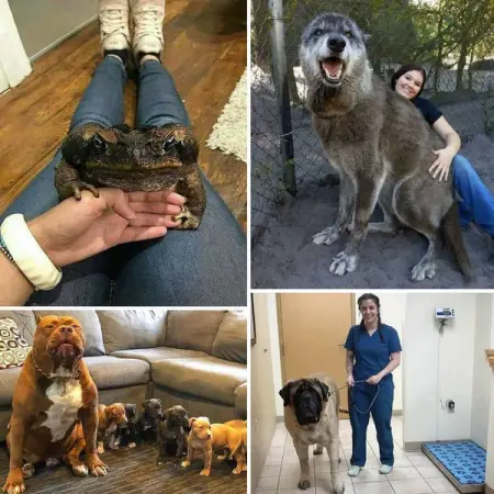 These Animals May Just Be The Biggest Of Their Species
MONEYPPL.COM
These Animal