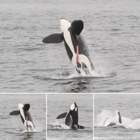 30 Pictures Of Wildlife That Are So Bad That They Are Funny
WHYTHESE.COM
Wi