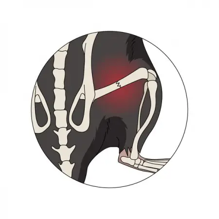 MINDTHEGRAPH.COMVETERINARY
C57bl6 mouse femur fracture dorsal
Learn More
 