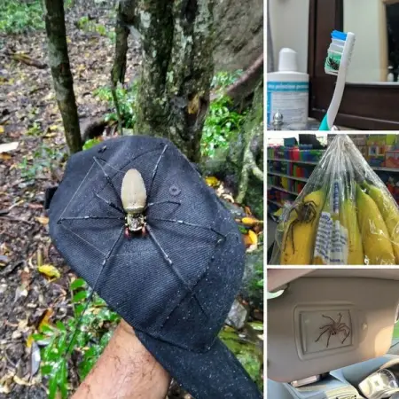 40 pictures of spider visits that people with Arachnophobia shouldnt watch