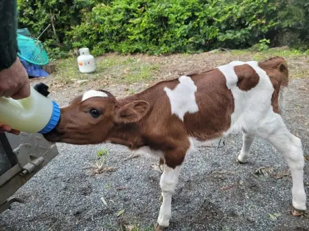  Join the Five Dollar Friday Calf Care Club 

Ever wanted to bottle feed a baby calf?  W