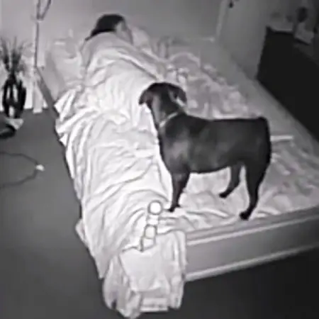 A mom named Amelia had just about had it with her 10-year-old Dachshund named 