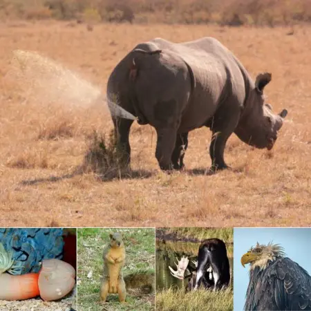 Even if were equipped with proper camera gear, sometimes animals just d