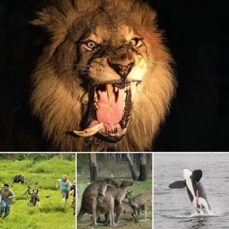 Wildlife Photography Gone Wrong
WHYTHESE.COM
Very bad nature
Lets face i