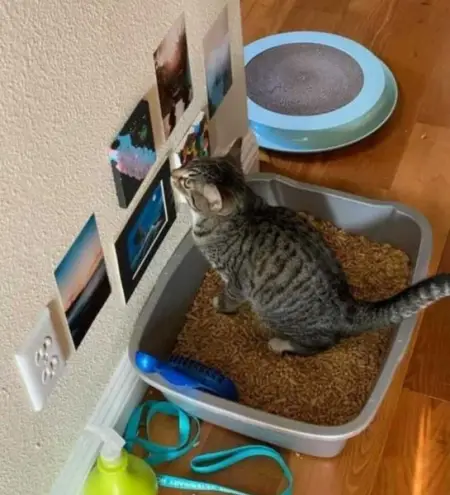 Here are 35 dangerous mistakes cat owners should never make.