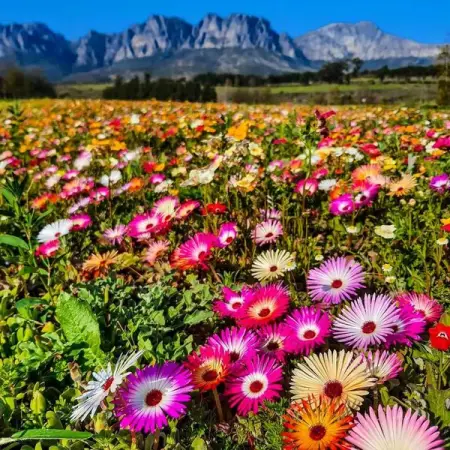 SPRING time SPECIAL OFFER!!  ONLY R749 for an hour photoshoot 

50 dep