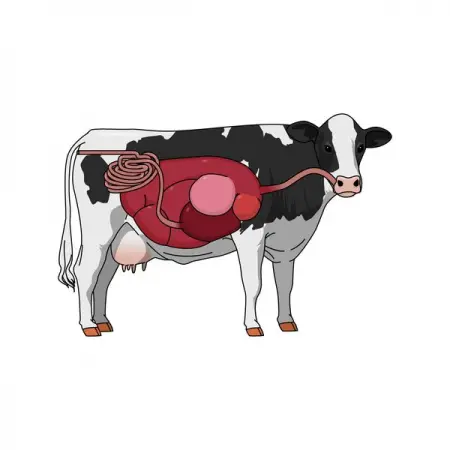 MINDTHEGRAPH.COMVETERINARY
Cow digestive system
Learn More
 