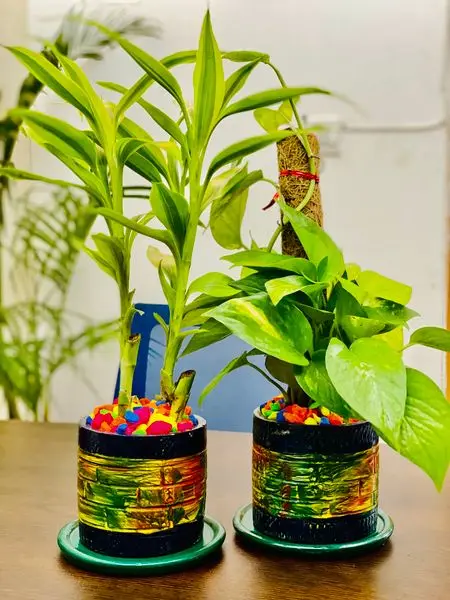     VOL-02
   
color tob set 2 in 1 
Category - indoor plants
Price Tk 600