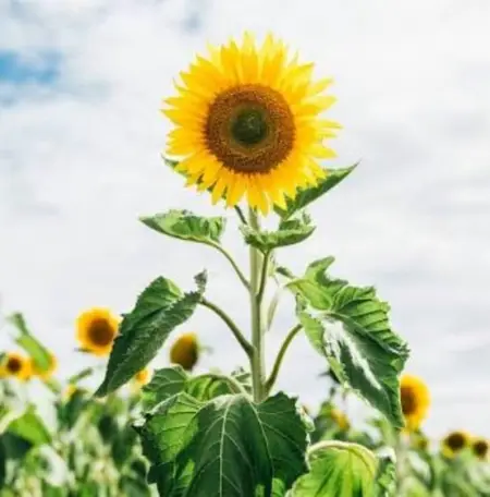 -          . -     ,  ,    peacetoukrainecharitygmail.com,   .          . . ,        